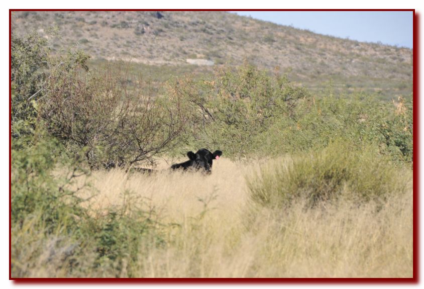 Courtland<br>Peek-a-moo