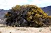 Filename=Jail_Tree_01.JPG
Filesize=692KB
Dimensions=906x601
Date added=Mar 30, 2009 Jail_Tree_01.JPG