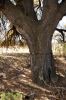 Filename=Jail_Tree_02.JPG
Filesize=524KB
Dimensions=507x762
Date added=Mar 30, 2009 Jail_Tree_02.JPG