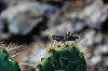 Filename=PricklyPair_01.jpg
Filesize=850KB
Dimensions=1400x931
Date added=Feb 04, 2009 PricklyPair_01.jpg